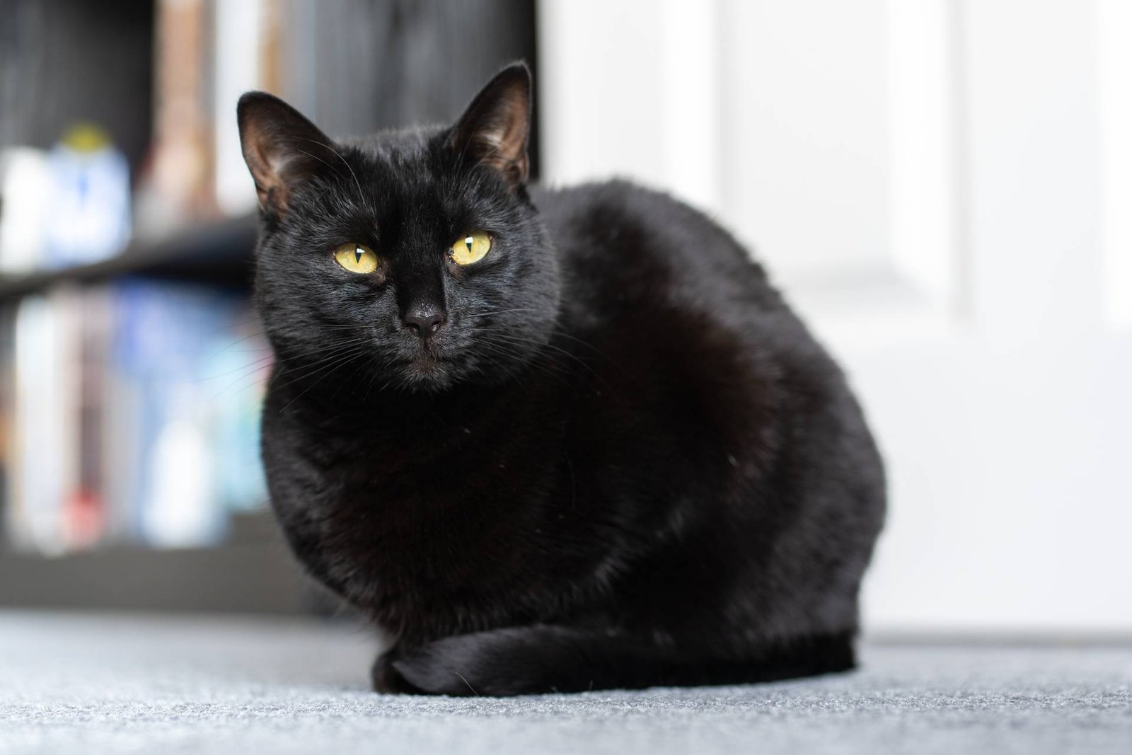 Black cat photo